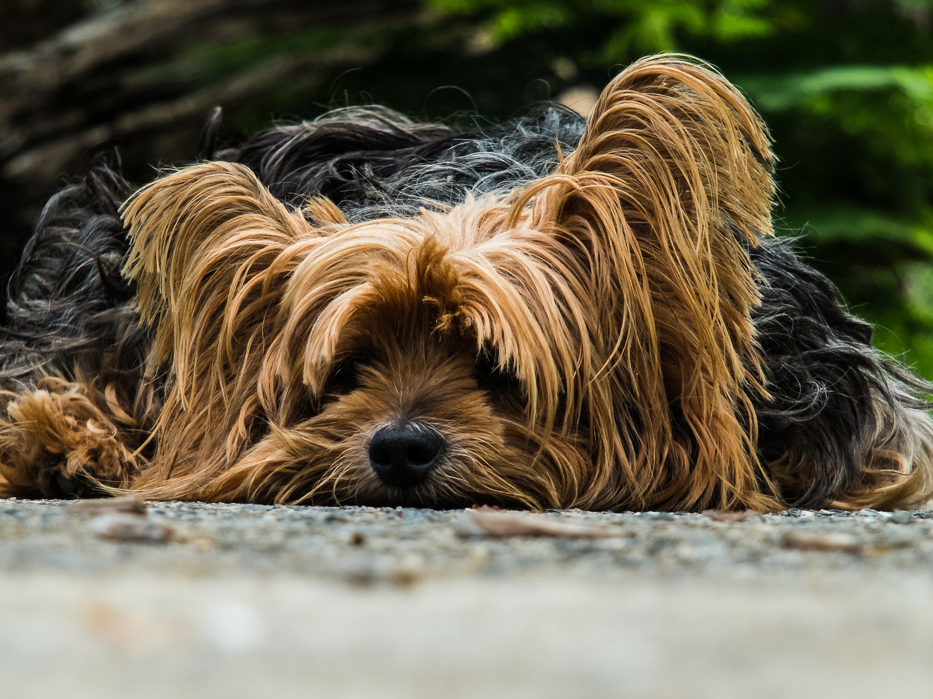 Mon chien ne supporte pas la solitude...Je fais quoi?!